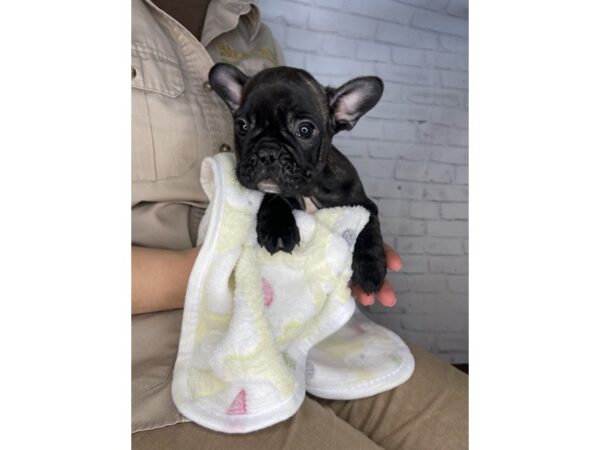 French Bulldog-DOG-Female-Brindle-3237-Petland Florence, Kentucky