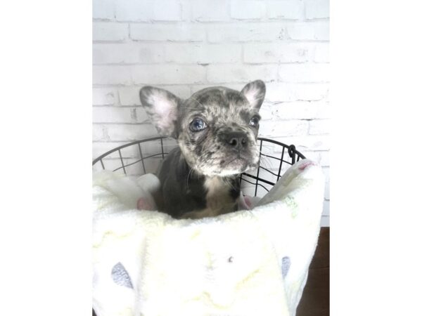 Frenchton DOG Female Blue Merle 3239 Petland Florence, Kentucky