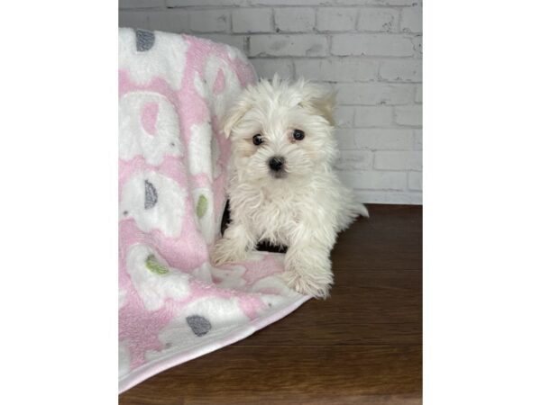 Maltese DOG Female White 3235 Petland Florence, Kentucky