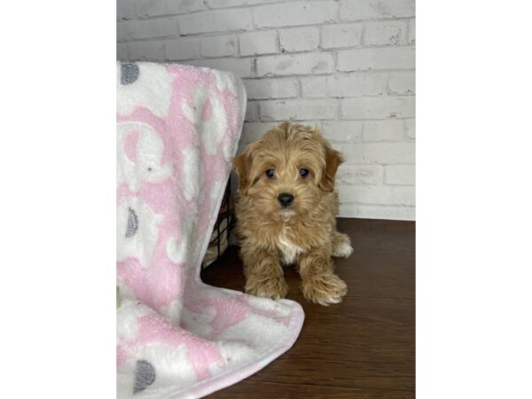 Maltipoo-DOG-Female-Apricot-3229-Petland Florence, Kentucky