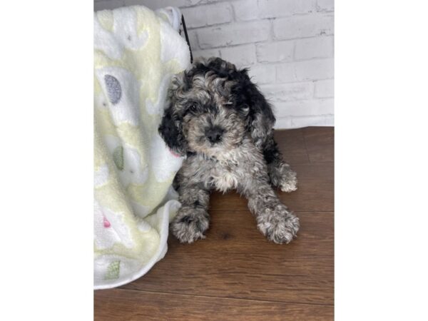 Mini Labradoodle-DOG-Male-Blue Merle-3240-Petland Florence, Kentucky