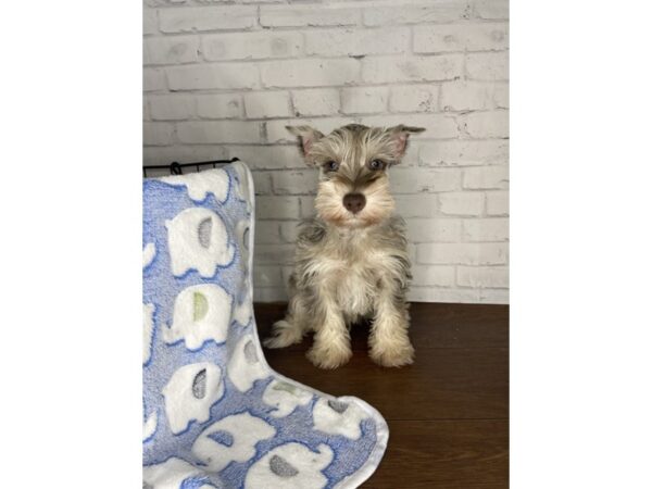 Miniature Schnauzer DOG Male Chocolate Merle 3232 Petland Florence, Kentucky