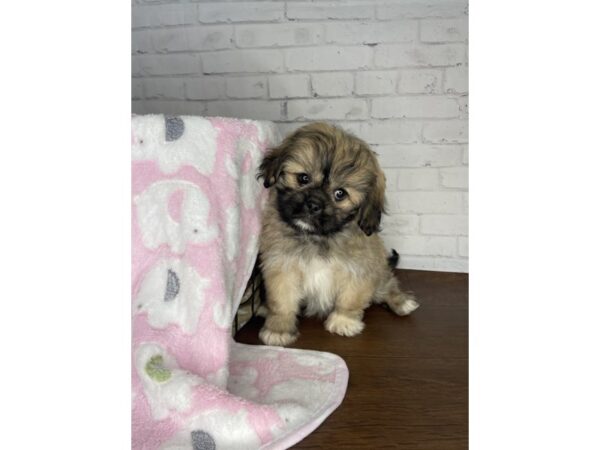 Pekeapoo-DOG-Female-Sable-3234-Petland Florence, Kentucky