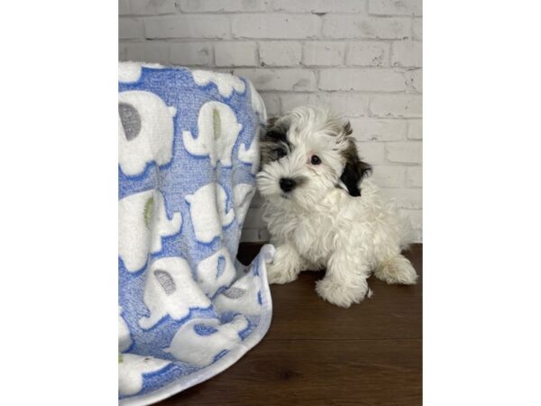 Havanese-DOG-Male-Tri-Colored-3224-Petland Florence, Kentucky