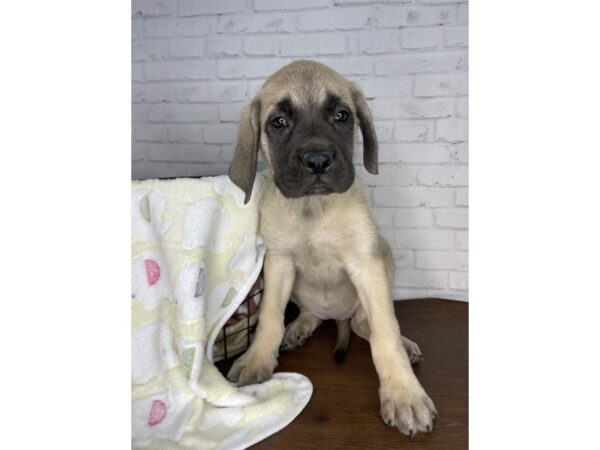 Mastiff DOG Female Fawn 3225 Petland Florence, Kentucky