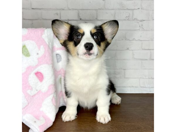 Pembroke Welsh Corgi DOG Female Tri-Colored 3222 Petland Florence, Kentucky