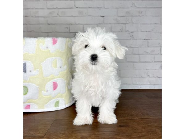 Maltese DOG Male White 3220 Petland Florence, Kentucky