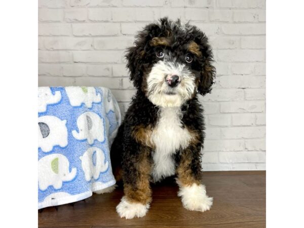 Bernedoodle Mini 2nd Gen-DOG-Male-Tri Colored-3205-Petland Florence, Kentucky