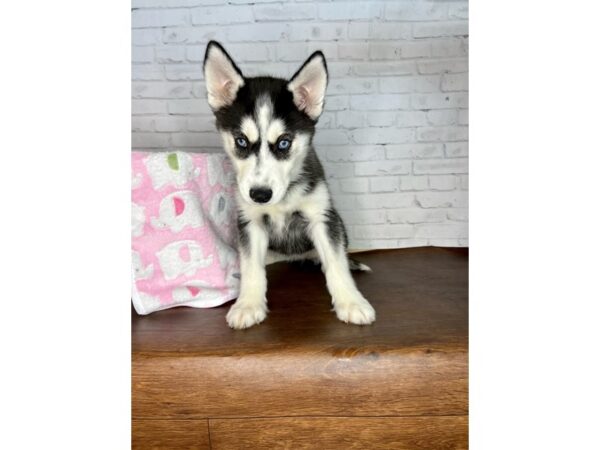 Siberian Husky DOG Female Black / White 3241 Petland Florence, Kentucky