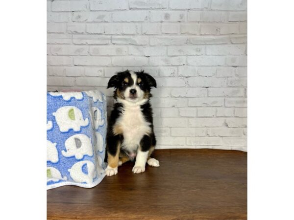 Miniature Australian Shepherd DOG Male Black Tan / White 3242 Petland Florence, Kentucky