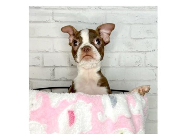 Boston Terrier DOG Female Seal / White 3249 Petland Florence, Kentucky