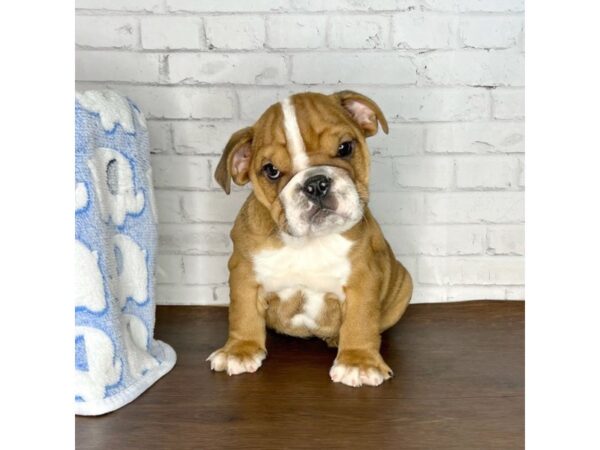 Bulldog-DOG-Male-Red-3243-Petland Florence, Kentucky