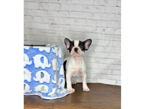 French Bulldog-DOG-Female-Black-3250-Petland Florence, Kentucky