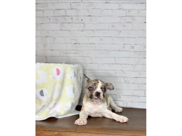 French Bulldog-DOG-Male-Fawn Merle-3251-Petland Florence, Kentucky