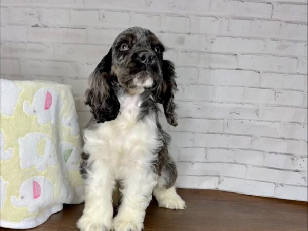 Cocker Spaniel DOG Male Blue Roan 3252 Petland Florence, Kentucky