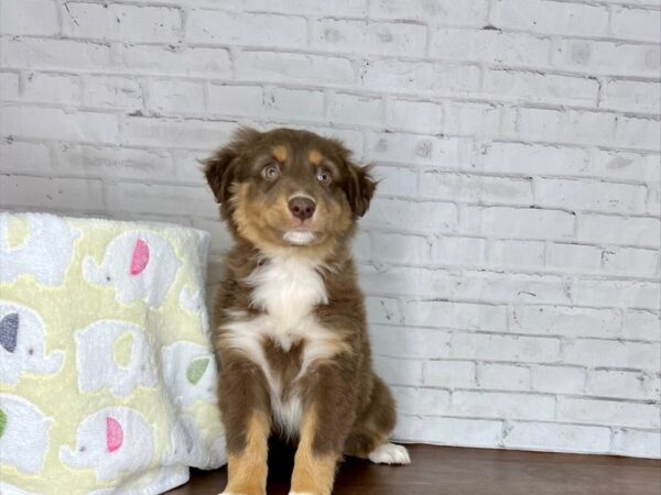 Australian Shepherd DOG Male Red 3253 Petland Florence, Kentucky