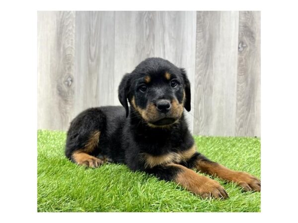 Rottweiler-DOG-Female-Black / Tan-3259-Petland Florence, Kentucky