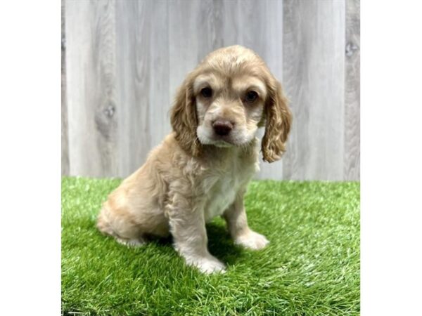 Cocker Spaniel DOG Male Buff 3263 Petland Florence, Kentucky