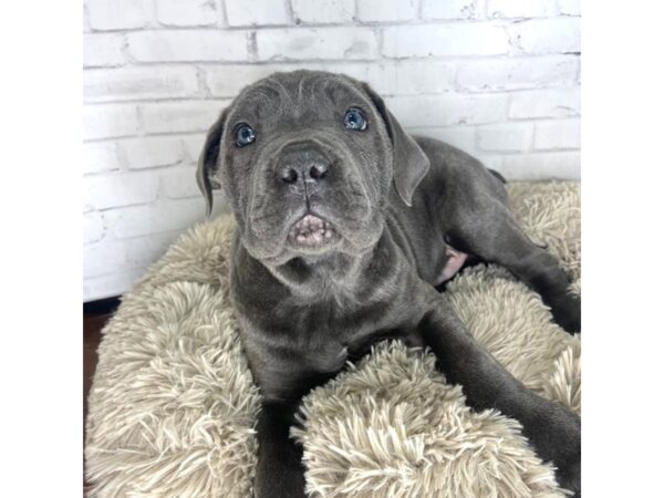 Cane Corso DOG Male Blue 3273 Petland Florence, Kentucky