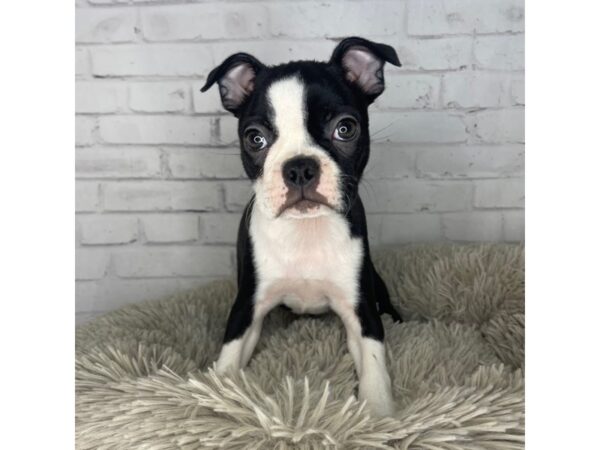 Boston Terrier DOG Female Black / White 3272 Petland Florence, Kentucky