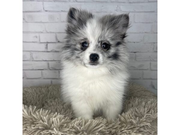 Pomeranian DOG Female Blue / White 3269 Petland Florence, Kentucky