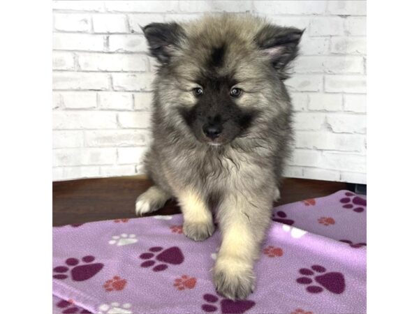 Keeshond-DOG-Female-Black / Silver-3268-Petland Florence, Kentucky