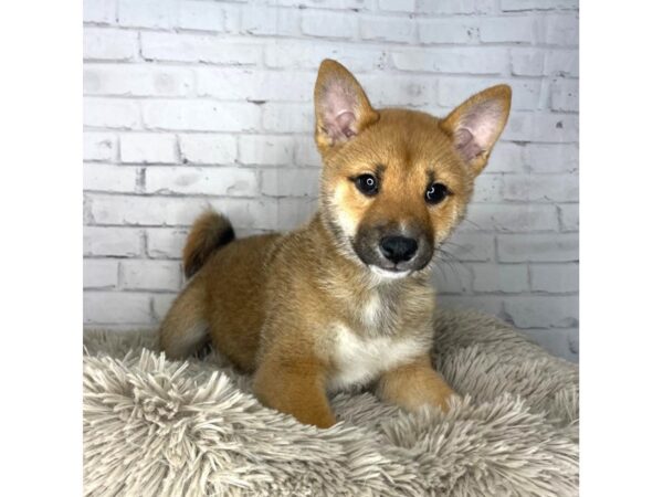 Shiba Inu-DOG-Male-Red Sesame-3266-Petland Florence, Kentucky