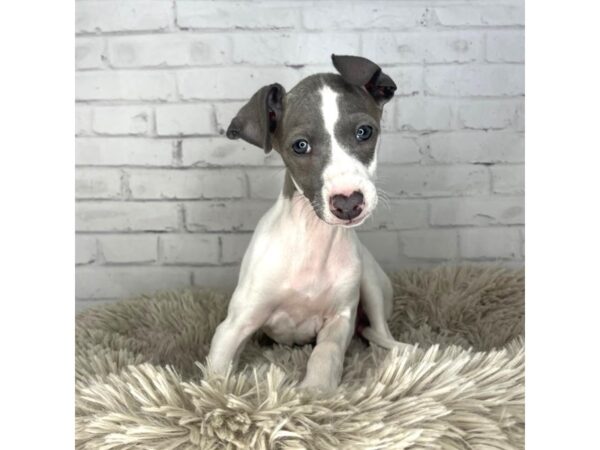 Italian Greyhound DOG Female Gray / White 3265 Petland Florence, Kentucky