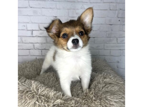 Papillon-DOG-Female-Red / White-3264-Petland Florence, Kentucky