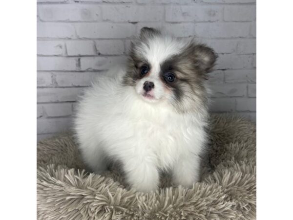 Pomeranian DOG Female Cream Sable 3262 Petland Florence, Kentucky