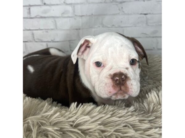 Bulldog-DOG-Female-Chocolate / White-3261-Petland Florence, Kentucky