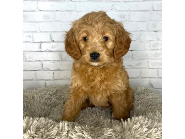 Goldendoodle Mini-DOG-Female-Apricot-3258-Petland Florence, Kentucky