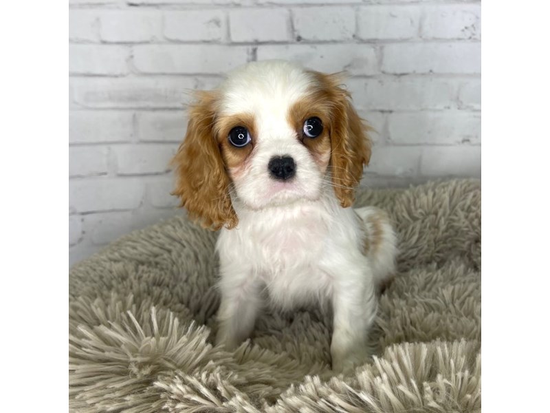 Cavalier King Charles Spaniel Puppy Blenheim ID3257 Located at Petland