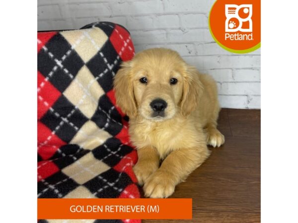 Golden Retriever-DOG-Male-Golden-3280-Petland Florence, Kentucky