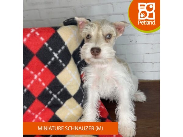 Miniature Schnauzer DOG Male Liver Pepper 3281 Petland Florence, Kentucky