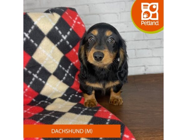 Dachshund-DOG-Male-Black / Tan-3282-Petland Florence, Kentucky