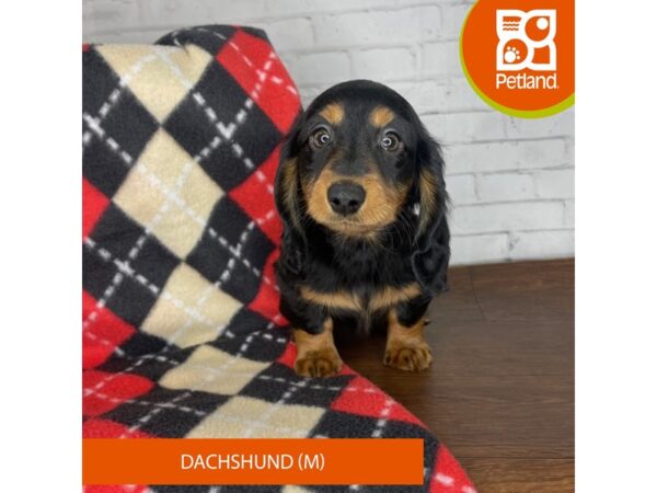 Dachshund DOG Male Black / Tan 3282 Petland Florence, Kentucky