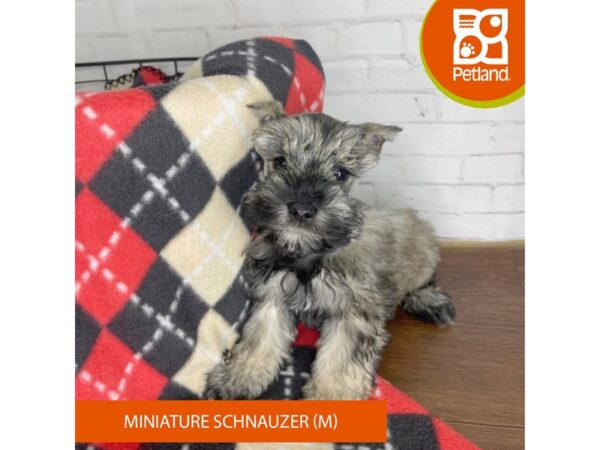 Miniature Schnauzer DOG Male Salt / Pepper 3283 Petland Florence, Kentucky