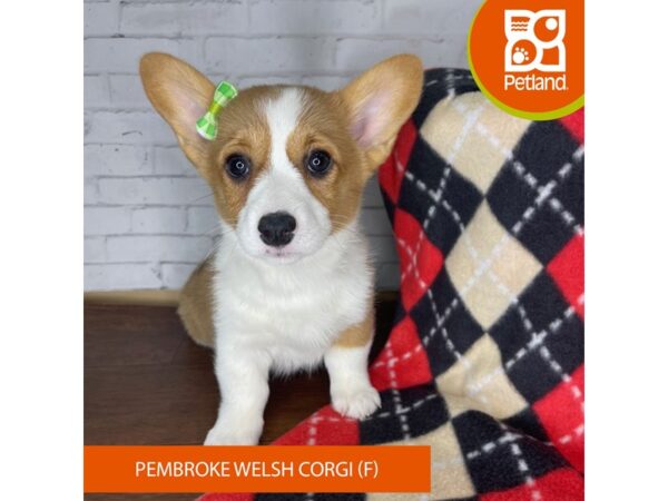 Pembroke Welsh Corgi DOG Female Sable / White 3284 Petland Florence, Kentucky