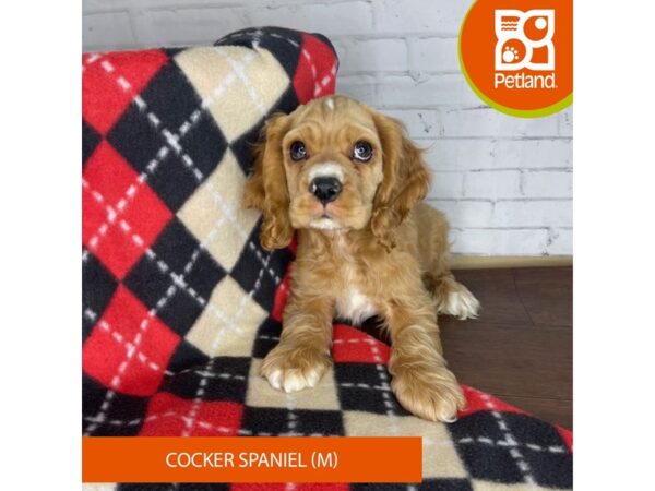 Cocker Spaniel DOG Male Buff 3285 Petland Florence, Kentucky