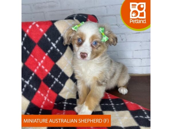 Miniature Australian Shepherd-DOG-Female-Red Merle-3286-Petland Florence, Kentucky