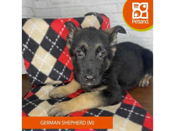 German Shepherd Dog DOG Male Black / Tan 3289 Petland Florence, Kentucky