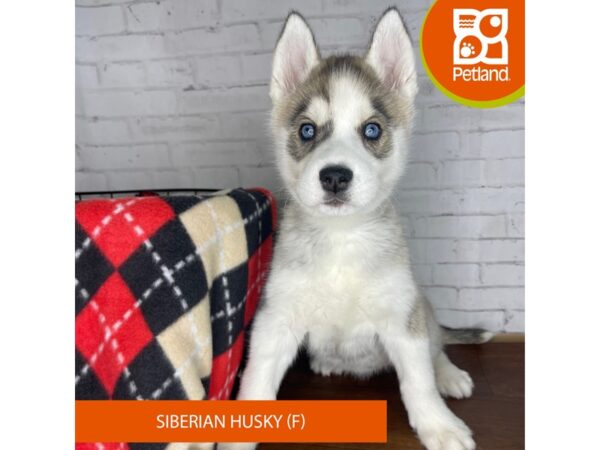 Siberian Husky DOG Female Agouti / White 3290 Petland Florence, Kentucky