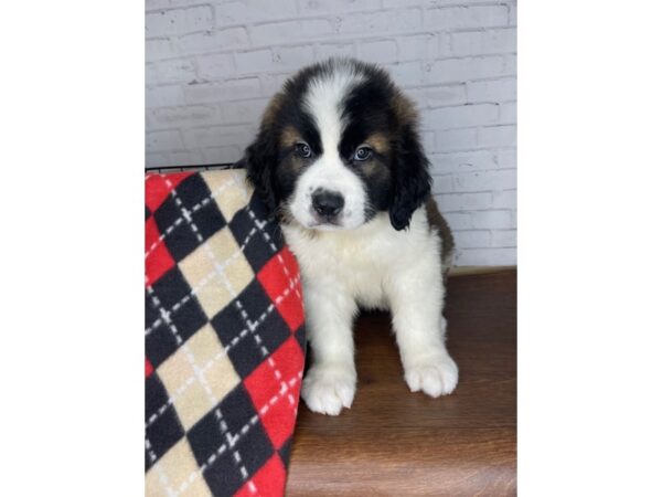 Saint Bernard DOG Male Mahogany / White 3294 Petland Florence, Kentucky