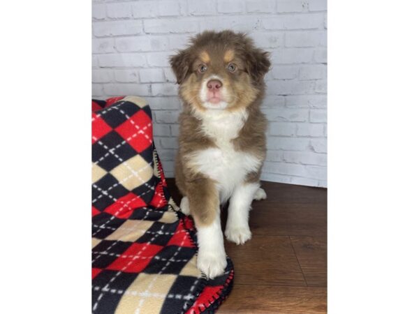 Australian Shepherd DOG Male Red Tan / White 3296 Petland Florence, Kentucky