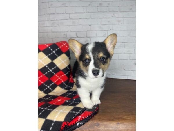 Pembroke Welsh Corgi-DOG-Male-Black Tan / White-3298-Petland Florence, Kentucky