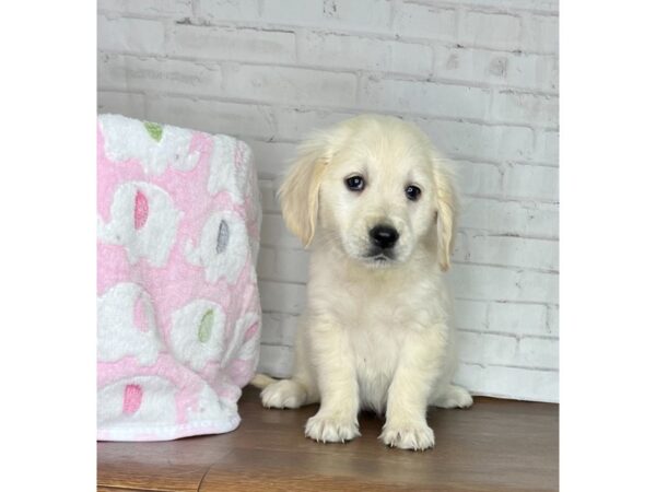 Golden Retriever-DOG-Female-Cream-3254-Petland Florence, Kentucky