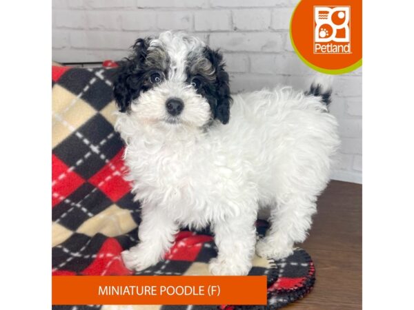 Miniature Poodle-DOG-Female-Black and White-3308-Petland Florence, Kentucky