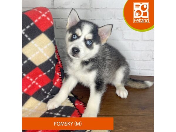 Pomsky DOG Male Black and White 3307 Petland Florence, Kentucky