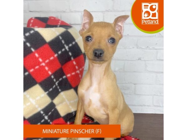 Miniature Pinscher-DOG-Female-Red-3306-Petland Florence, Kentucky